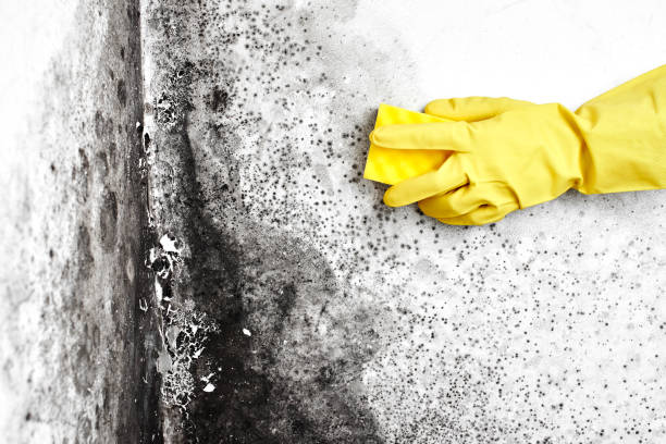 Best Residential Mold Removal  in Park City, TN