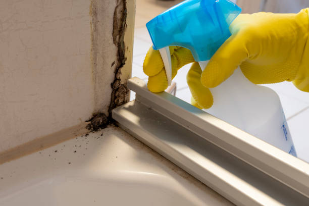 Best Toxic Mold Removal  in Park City, TN