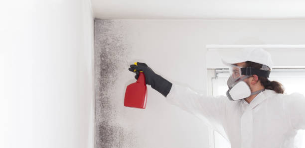 Best Affordable Mold Removal  in Park City, TN