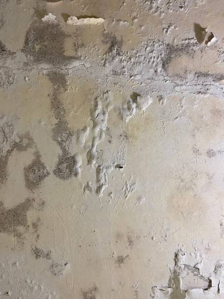 Best Mold Remediation  in Park City, TN