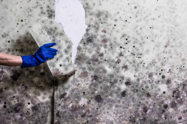 Best Fast Mold Removal  in Park City, TN