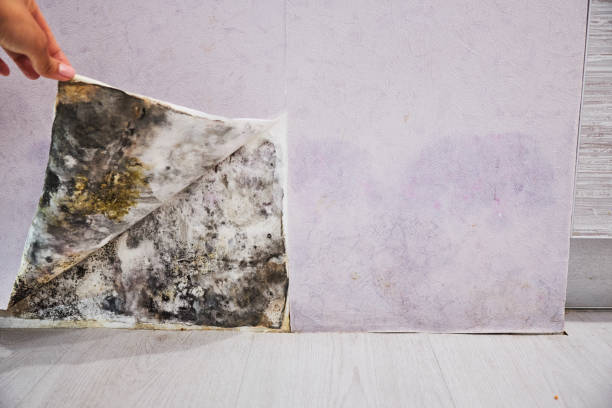 Best Professional Mold Removal  in Park City, TN
